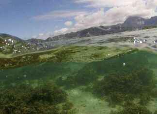 Climate Change Winners: Earth’s Oldest Microorganisms Set to Thrive news-14082024-200408