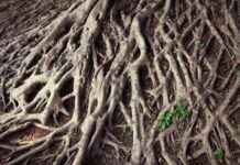 Challenging the Single-Origin Theory of Symbiosis: Uncovering Nature’s Secrets news-15082024-121838