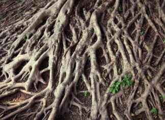 Challenging the Single-Origin Theory of Symbiosis: Uncovering Nature’s Secrets news-15082024-121838