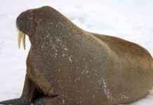 Ancient Walrus-like Mammal Found in Atlantic Ocean, Revealing New Discoveries news-26082024-130105