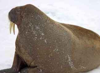 Ancient Walrus-like Mammal Found in Atlantic Ocean, Revealing New Discoveries news-26082024-130105
