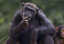 Evolutionary Insights: The Unique Shape of the Human Heart news-27082024-010330