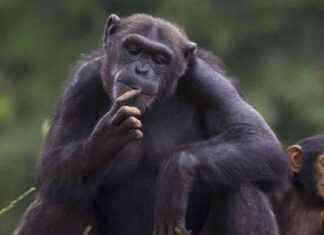 Evolutionary Insights: The Unique Shape of the Human Heart news-27082024-010330