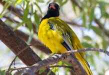 Ubuntu Noble Update Delayed, Oriole Brings Surprises to Users news-10092024-075154