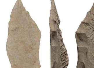 Neanderthals Used Bone to Craft ‘Flexible’ Spear Points news-15092024-041825