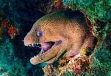 Unlocking the Power of Electric Eels: How They Generate Electricity news-18092024-142816