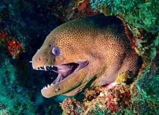 Unlocking the Power of Electric Eels: How They Generate Electricity news-18092024-142816