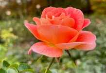 GMO Glow-Up: Genetically Modified Plants for Homes and Gardens news-22092024-020840