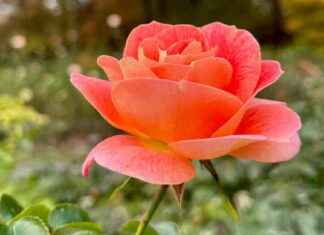 GMO Glow-Up: Genetically Modified Plants for Homes and Gardens news-22092024-020840