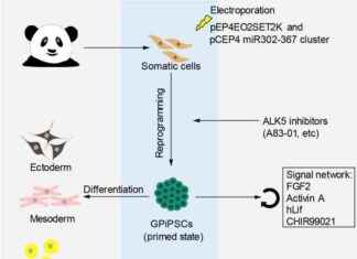 Transforming Giant Panda Skin Cells into Stem Cells for Conservation Efforts news-24092024-172634