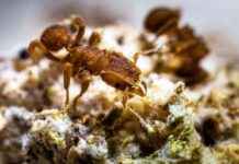 Ants Farming Fungi: Impact after Dinosaurs’ Extinction news-06102024-223154