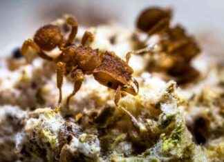 Ants Farming Fungi: Impact after Dinosaurs’ Extinction news-06102024-223154