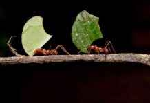 Ants Evolved Fungus Farming During Mass Extinction news-12102024-120728