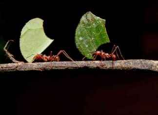Ants Evolved Fungus Farming During Mass Extinction news-12102024-120728