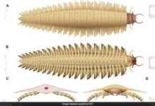 Reconstructed Face of Car-Sized Insect from 340 Million Years Ago news-15102024-213503