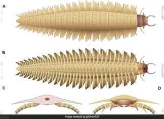 Reconstructed Face of Car-Sized Insect from 340 Million Years Ago news-15102024-213503