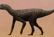 Earliest Fossil Discovery: Breakthrough in Dinosaur Research news-16102024-094725