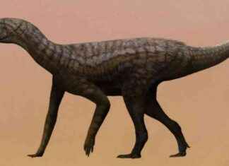 Earliest Fossil Discovery: Breakthrough in Dinosaur Research news-16102024-094725