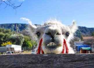 Recovering from Data Loss: Preventing Winamp from Deleting GitHub Source Code Repository news-18102024-104657