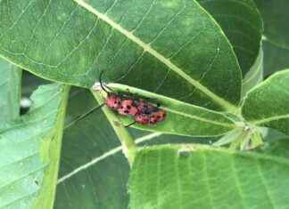 Genome of Red Milkweed Beetle: Evolutionary Insights on Plant-Insect Interactions news-19102024-230945