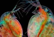 Exploring the Microscopic World: Stunning Images Captured Up Close news-20102024-231623