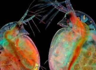 Exploring the Microscopic World: Stunning Images Captured Up Close news-20102024-231623