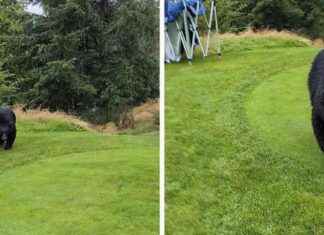 Bear Charges at Woman on Golf Course: Unsporting Behavior Caught on Camera news-25102024-183535