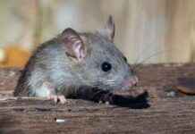 Mice Use Sound Waves for Smell Detection, Study Finds news-28102024-133752