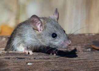 Mice Use Sound Waves for Smell Detection, Study Finds news-28102024-133752