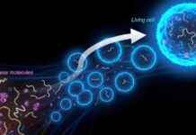 Developing Modules for a Synthetic Cell: Simplifying Life with Science news-30102024-083346