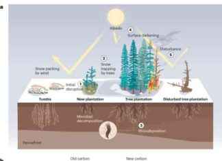 Planting Trees in Northern High Latitudes Won’t Solve Climate Issues news-09112024-105738