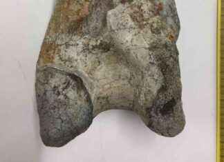 Giant Terror Bird from South America: One of the Largest Ever Found news-09112024-230225