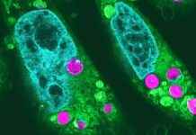 Harnessing Solar Power: How Chloroplasts in Hamster Cells Create Energy from Light news-10112024-210711