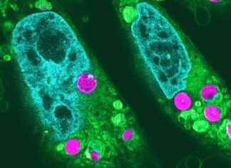 Harnessing Solar Power: How Chloroplasts in Hamster Cells Create Energy from Light news-10112024-210711