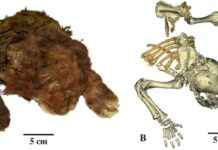 Juvenile Sabre-Toothed Cat Mummy Found in Siberia – Scientific Discovery in the Upper Pleistocene news-18112024-010731