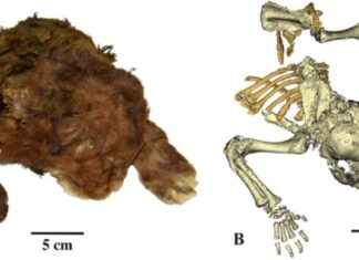 Juvenile Sabre-Toothed Cat Mummy Found in Siberia – Scientific Discovery in the Upper Pleistocene news-18112024-010731