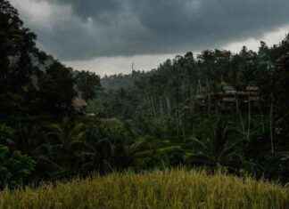 Low CO2 Absorption by Trees in 2021: Unexplained Phenomenon news-18112024-191300