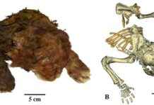 Rare Discovery: Baby Saber-Toothed Cat Mummy Found in Siberia with Intact Skin, Fur, and Toes news-20112024-012216