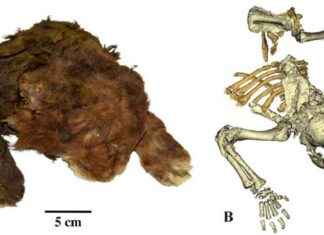 Rare Discovery: Baby Saber-Toothed Cat Mummy Found in Siberia with Intact Skin, Fur, and Toes news-20112024-012216