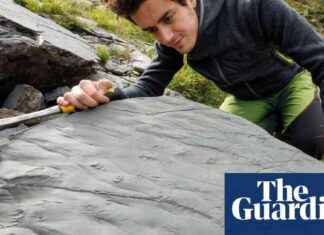 Unearthing a Prehistoric Ecosystem: Hiker’s Discovery in the Italian Alps news-21112024-175003