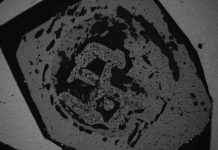 Coral-Inspired Material for Bone Repair: Innovative Research and Development coral-nspired-material-for-bone-repair-nnovative-research-and-development