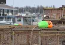 Gear Tampering: A Major Issue in Gulf of St. Lawrence Off P.E.I. – Explained gear-tampering-a-major-ssue-in-gulf-of-st-lawrence-off-pe-explained