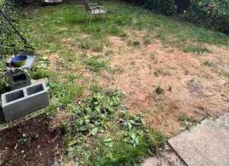 Transforming a Struggling Lawn into a Whimsical Oasis: Before-and-After Photos news-02122024-003322