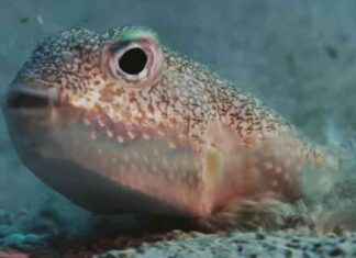 Study: Marine Life’s Cooling Effect on Climate Change study-marine-lifes-cooling-effect-on-climate-change