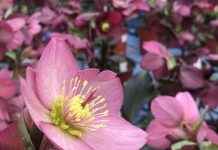 Winter Garden Plants: Discover the Beauty of Hellebores and Heather with Brian Minter winter-garden-plants-discover-the-beauty-of-hellebores-and-heather-with-brian-minter