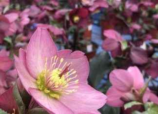 Winter Garden Plants: Discover the Beauty of Hellebores and Heather with Brian Minter winter-garden-plants-discover-the-beauty-of-hellebores-and-heather-with-brian-minter