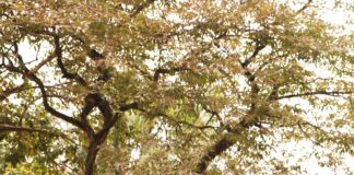 Annamacharya Institute Of Technology And Sciences Tirupati: Why Choose It?