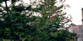 Aryan Institute Of Engineering And Technology Bhubaneswar Odisha: Discover Top Courses & Career Paths